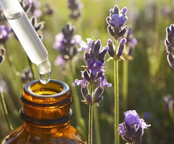 Botanical Oil Extraction