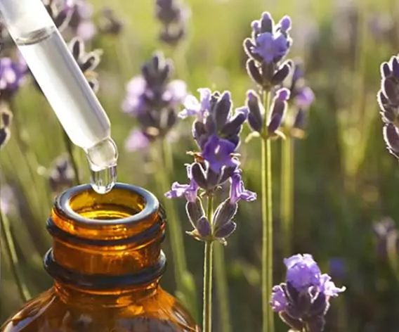 Botanical Oil Extraction